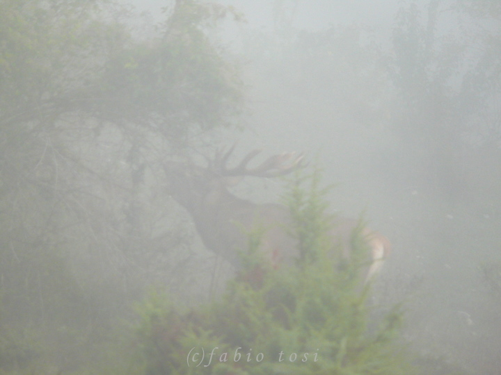 Alla corte di Sua Maest l''Unicorno - (fotoracconto fantasy)